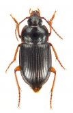 Amara (Reductocelia) chalcophaea Bates, 1873a: 292