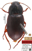 Amara (Zezea) rufipes Dejean, 1828
