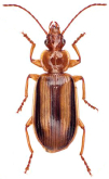 Amblytelus curtus (Fabricius, 1801)