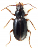 Amerizus (Amerizus) oblongulus (Mannerheim, 1852)