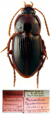 Pterostichus namrun Jedlička (=Amphimasoreus amaroides)