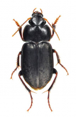 Anaulacus (Aephnidius) adelioides W.S.MacLeay, 1825
