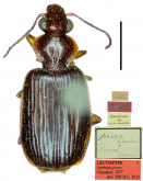 Anchista brunnea (Wiedemann, 1823) (as Anchista picea)