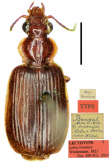 Anchista brunnea (Wiedemann, 1823)