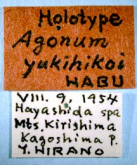 Anchomenus (Anchomenus) yukihikoi (Habu, 1962)