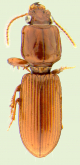 Ancus bicornutus (Putzeys, 1861)