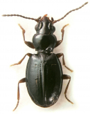 Andinodontis sp.