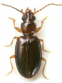 Andinodontis muellermotzfeldi Toledano & Erwin, 2010