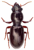 Anheterus gracilis (Germain, 1848)