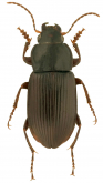 Anisodactylus (Anisodactylus) melanopus (Haldeman, 1843)