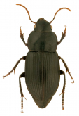 Anisodactylus (Anisodactylus) nigerrimus (Dejean, 1831)