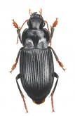 Anisodactylus (Anisodactylus) tricuspidatus A.Morawitz, 1863