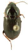 Anisodactylus (Aplocentrus) caenus (Say, 1823)