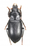 Anisodactylus (Pseudanisodactylus) punctatipennis A.Morawitz, 1862