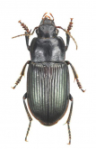 Anisodactylus (Pseudanisodactylus) signatus (Panzer, 1796)
