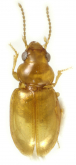 Anomotachys acaroides (Motschulsky, 1859)