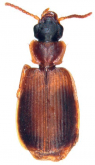 Anomotariella hippocrepis Baehr, 2012