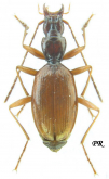 Anophthalmus schmidtii insignis J. Muller, 1912: 299