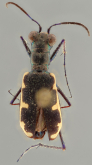 Antennaria iosceles platycera (GESTRO, 1879)