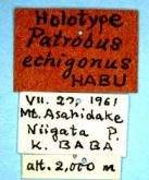Apatrobus (Apatrobus) echigonus (Habu et Baba, 1962) (Label)
