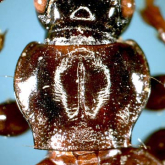 Apatrobus (Apatrobus) jakuchiensis (Habu, 1977)