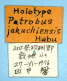 Apatrobus (Apatrobus) jakuchiensis (Habu, 1977) (Label)