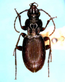 Apatrobus (Apatrobus) tsurugiensis (Habu, 1976)