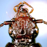 Apatrobus (Apatrobus) tsurugiensis (Habu, 1976)