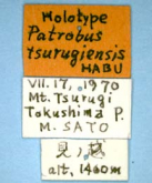 Apatrobus (Apatrobus) tsurugiensis (Habu, 1976) (Label)