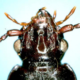 Apatrobus (Apenetretus) shirahatai (Habu et Baba, 1960)