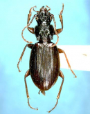 Apatrobus (Apenetretus) shoorengensis (Habu et Baba, 1962)