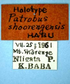 Apatrobus (Apenetretus) shoorengensis (Habu et Baba, 1962) (Label)