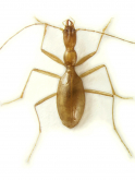 Aphaenops (Cerbaphaenops) cerberus (Dieck, 1869)
