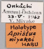Apristus miyakei Habu, 1967
