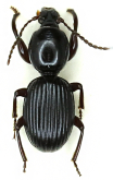 Ardistomopsis andrewesi Straneo & Ball, 1989
