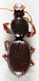 Ardistomopsis batesi Straneo & Ball, 1989