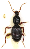 Ardistomopsis ovicollis (Bates, 1886)