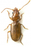 Argentinatachoides balli Sallanave, Erwin & Roig-Junient, 2008