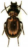 Aristochroa casta Tschitscherine, 1898a: 73