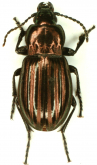 Aristochroa venusta Tschitscherine, 1898