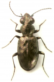 Asaphidion yukonense Wickham, 1919