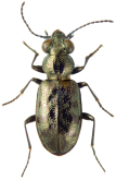 Asaphidion yukonense Wickham, 1919