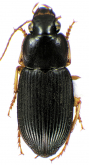 Athrostictus paganus Dejean, 1831
