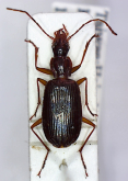 Atranodes arisanum (Jedlicka, 1940)