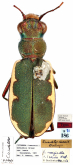 Cicindela (Austrocicindela) marginella inanis Wallengren, 1881