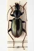 Beckeria horni Jedlicka, 1931a: 27