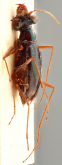 Pentacomia (Beckerium) leptalis (Bates, 1881)