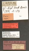 Pentacomia (Beckerium) leptalis (Bates, 1881)