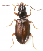 Bembidarenas setiventris Negre, 1973