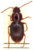 Bembidion (Apteromimus) shepherdae Maddison, 2019